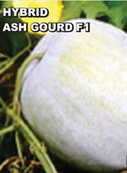Agri Seeds