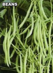 Agri Seeds