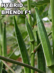 Agri Seeds