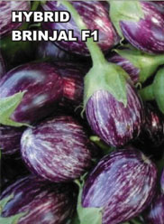 Agri Seeds