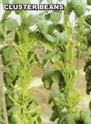 Agri Seeds