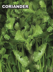 Agri Seeds