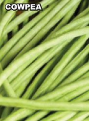Agri Seeds