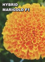 Agri Seeds