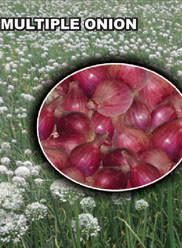 Agri Seeds