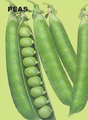 Agri Seeds