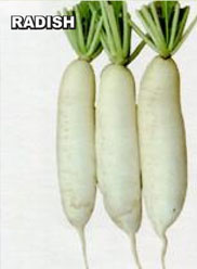 Agri Seeds