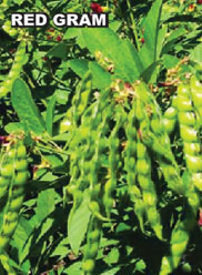 Agri Seeds