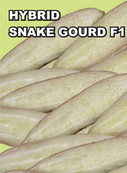 Agri Seeds