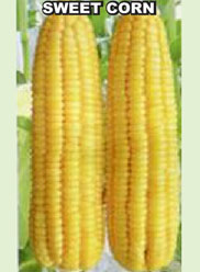 Agri Seeds